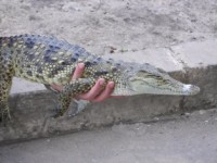 /album/foto-zhivotnyj-mir/a37-jpg/