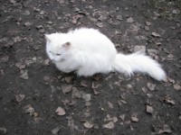 /album/foto-zhivotnyj-mir/a100-2995-jpg/