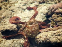 /album/foto-zhivotnyj-mir/a100-3566-jpg/