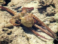 /album/foto-zhivotnyj-mir/a100-3567-jpg/