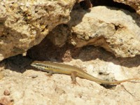 /album/foto-zhivotnyj-mir/a100-3590-jpg/