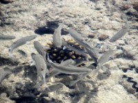 /album/foto-zhivotnyj-mir/a100-3594-jpg/