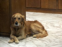 /album/foto-zhivotnyj-mir/a100-3771-jpg/