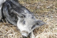 /album/foto-zhivotnyj-mir/a100-7205-jpg/