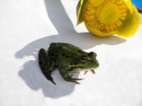 /album/foto-zhivotnyj-mir/a102-6197-jpg/