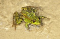 /album/foto-zhivotnyj-mir/a102-6263-jpg/