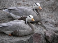 /album/foto-zhivotnyj-mir/a102-6412-jpg/