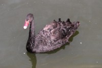 /album/foto-zhivotnyj-mir/a102-6414-jpg/