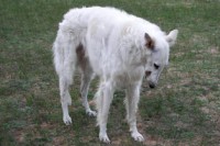 /album/foto-zhivotnyj-mir/a102-7082-jpg/