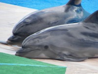 /album/foto-zhivotnyj-mir/a201-jpg/