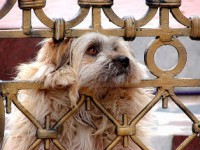 /album/foto-zhivotnyj-mir/dsc00092-jpg/