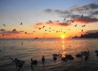 /album/foto-zhivotnyj-mir/dsc00824-jpg/