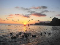 /album/foto-zhivotnyj-mir/dsc00826-jpg/