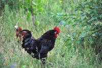 /album/foto-zhivotnyj-mir/dsc-1112-jpg/