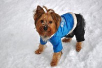 /album/foto-zhivotnyj-mir/dsc-1465-jpg/