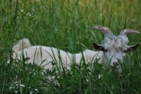 /album/foto-zhivotnyj-mir/dsc-1598-jpg/