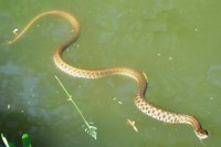 /album/foto-zhivotnyj-mir/dsc-3144-jpg/