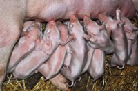 /album/foto-zhivotnyj-mir/dsc-3468-jpg/