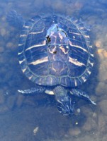 /album/foto-zhivotnyj-mir/dsc-4184-jpg/