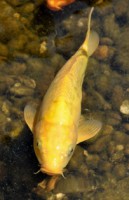 /album/foto-zhivotnyj-mir/dsc-4240-jpg/