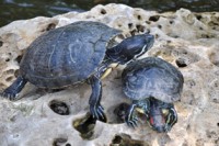 /album/foto-zhivotnyj-mir/dsc-4248-jpg/