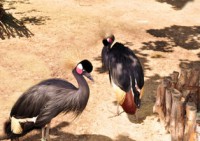 /album/foto-zhivotnyj-mir/dsc-4384-jpg/