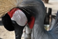 /album/foto-zhivotnyj-mir/dsc-4393-jpg/