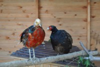 /album/foto-zhivotnyj-mir/dsc-4394-jpg/