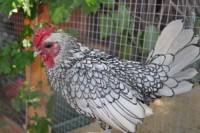 /album/foto-zhivotnyj-mir/dsc-4397-jpg/