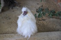 /album/foto-zhivotnyj-mir/dsc-4399-jpg/