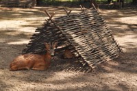 /album/foto-zhivotnyj-mir/dsc-4413-jpg/