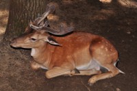 /album/foto-zhivotnyj-mir/dsc-4419-jpg/