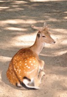 /album/foto-zhivotnyj-mir/dsc-4433-jpg/