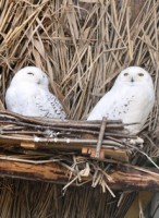 /album/foto-zhivotnyj-mir/dsc-4467-jpg/