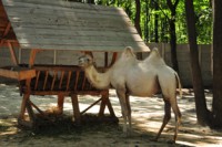 /album/foto-zhivotnyj-mir/dsc-4484-jpg/