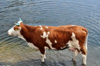 /album/foto-zhivotnyj-mir/dsc-7583-jpg/