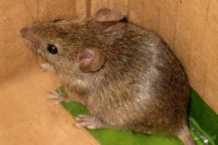 /album/foto-zhivotnyj-mir/img-0167-jpg/