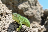 /album/foto-zhivotnyj-mir/img-6427-jpg/