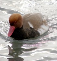 /album/foto-zhivotnyj-mir/shtorm-026-jpg/