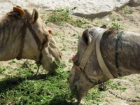 /album/foto-zhivotnyj-mir/verblyud1-jpg/