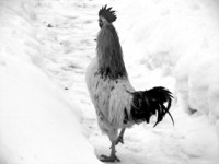 /album/foto-zhivotnyj-mir/petukhi-jpg/