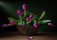 /album/foto-tsvetochnyj-mir/a5a-jpg/