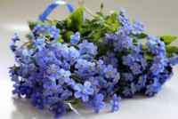 /album/foto-tsvetochnyj-mir/a7a-jpg/