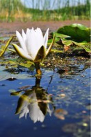 /album/foto-tsvetochnyj-mir/a13-jpg/