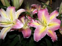 /album/foto-tsvetochnyj-mir/a68-jpg/