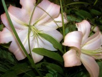 /album/foto-tsvetochnyj-mir/a71-jpg/