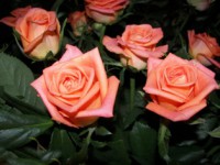 /album/foto-tsvetochnyj-mir/a72-jpg/