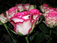 /album/foto-tsvetochnyj-mir/a73a-jpg/