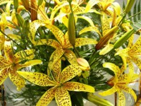 /album/foto-tsvetochnyj-mir/a100-0486-jpg/