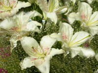 /album/foto-tsvetochnyj-mir/a100-0488-jpg/